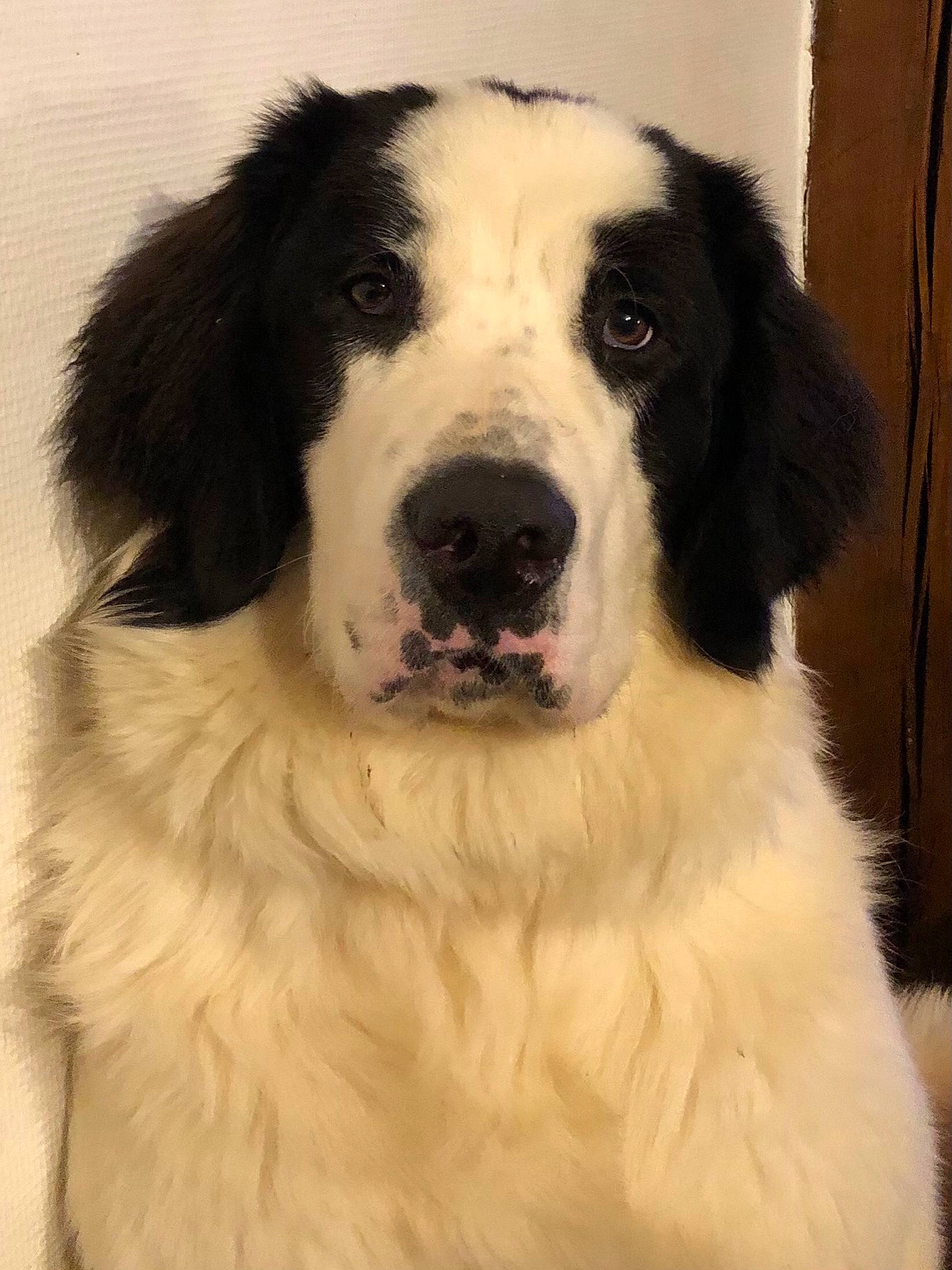 Ruby a rejoint le concours — aidez-le/la à gagner de superbes lots ! ancient_dog_breeds, art, bored, canidae, carnivore, companion_dog, dog, dog_breed, fur, giant_dog_breed, gun_dog, hunting_dog, painting, snout, sporting_group, whiskers, working_animal, working_dog