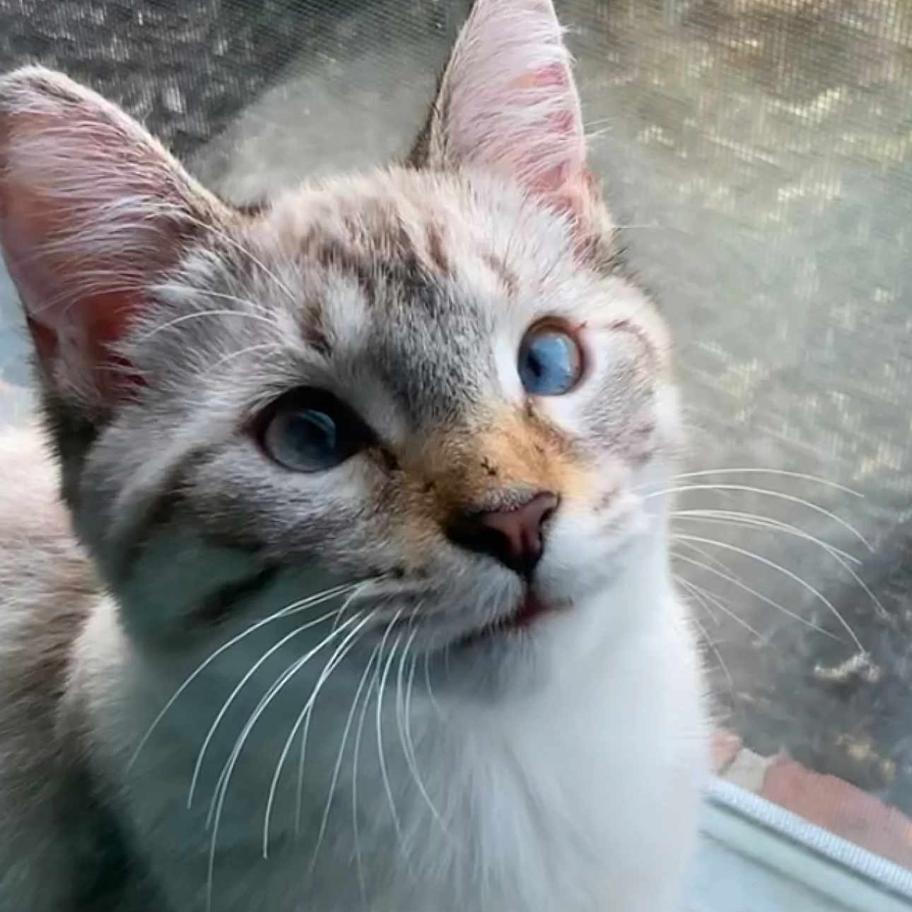 Kite joined the competition — help win amazing prizes! abyssinian, angora, animal, cat, egyptiancat, face, head, kitten, manx, person, pet, siamese, snout