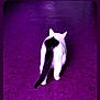 animal, back_view, black_and_white, carpet, cat, curious, domestic_animal, ears, feline, fur, indoor, lonely, mammal, pet, purple_floor, quiet, tail, walking, walking_away, whiskers