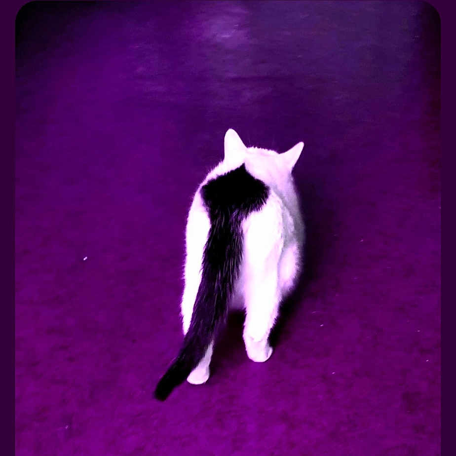 Pinceau a rejoint le concours — aidez-le/la à gagner de superbes lots ! animal, back_view, black_and_white, carpet, cat, curious, domestic_animal, ears, feline, fur, indoor, lonely, mammal, pet, purple_floor, quiet, tail, walking, walking_away, whiskers