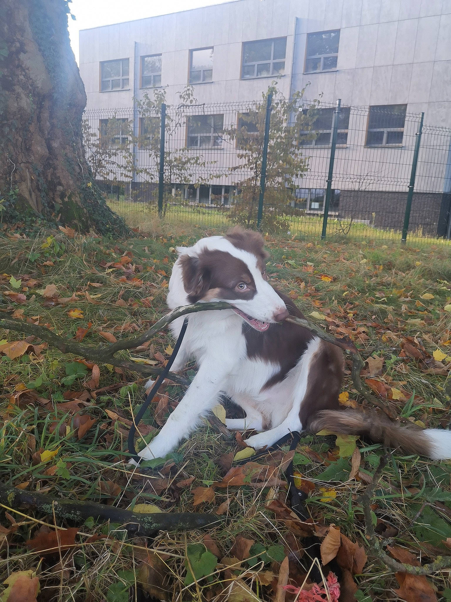Plume participe au concours pour gagner de l'argent avec cette photo : autumn, building, canidae, carnivore, companion_dog, dog, dog_breed, fawn, fur, grass, plant, sky, soil, sporting_group, tail, tree, twig, window, wood, working_animal