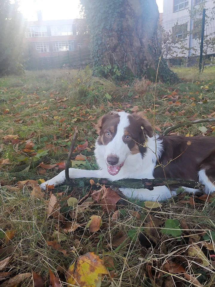 Plume a rejoint le concours — aidez-le/la à gagner de superbes lots ! building, canidae, carnivore, companion_dog, dog, dog_breed, grass, hunting_dog, non_sporting_group, plant, sky, snout, soil, sporting_group, tail, tree, window, working_animal, working_dog