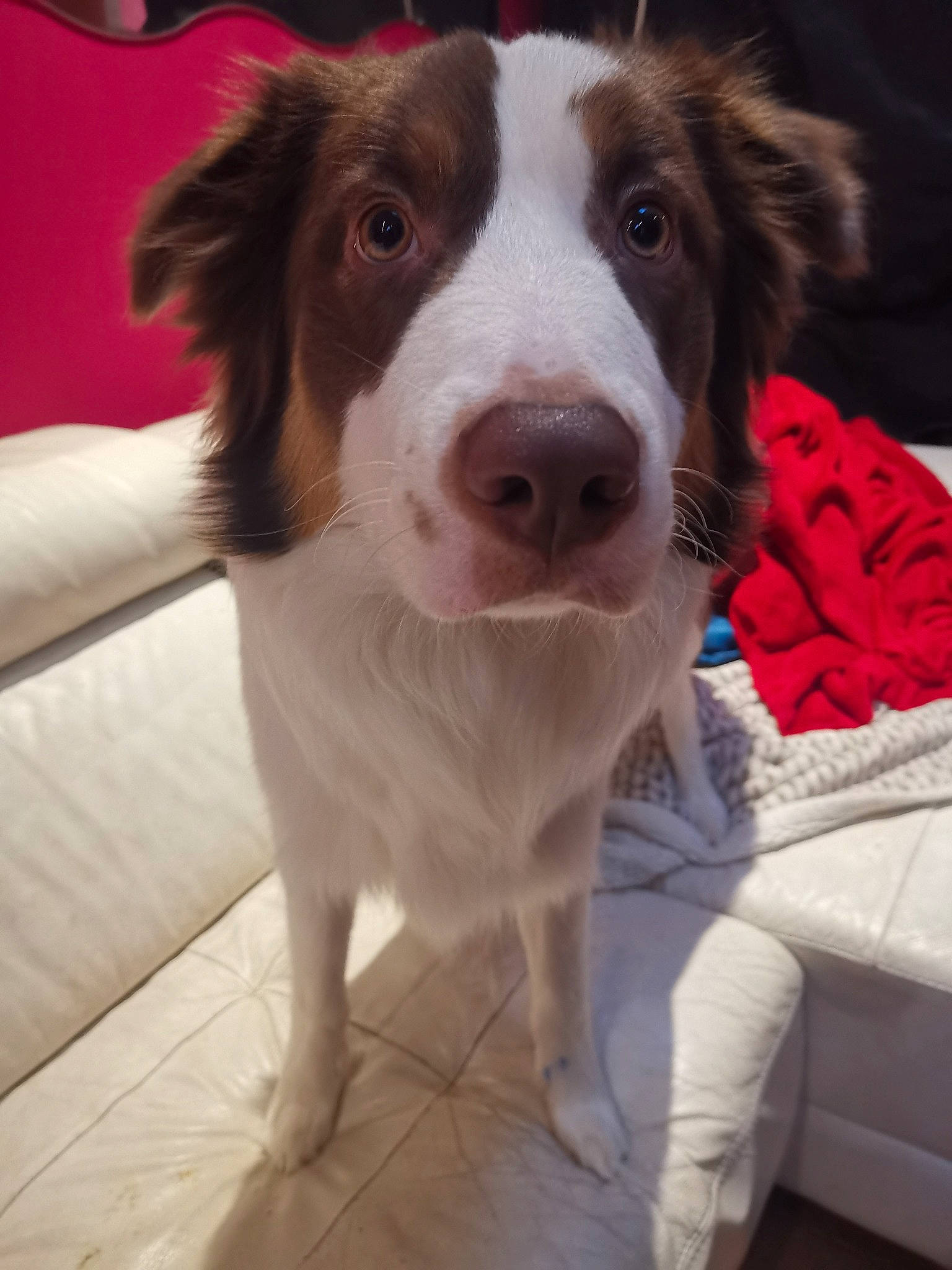 Plume participe au concours pour gagner de l'argent avec cette photo : border_collie, carnivore, companion_dog, dog, dog_breed, door, flooring, fur, gun_dog, liver, snout, whiskers, working_animal, working_dog