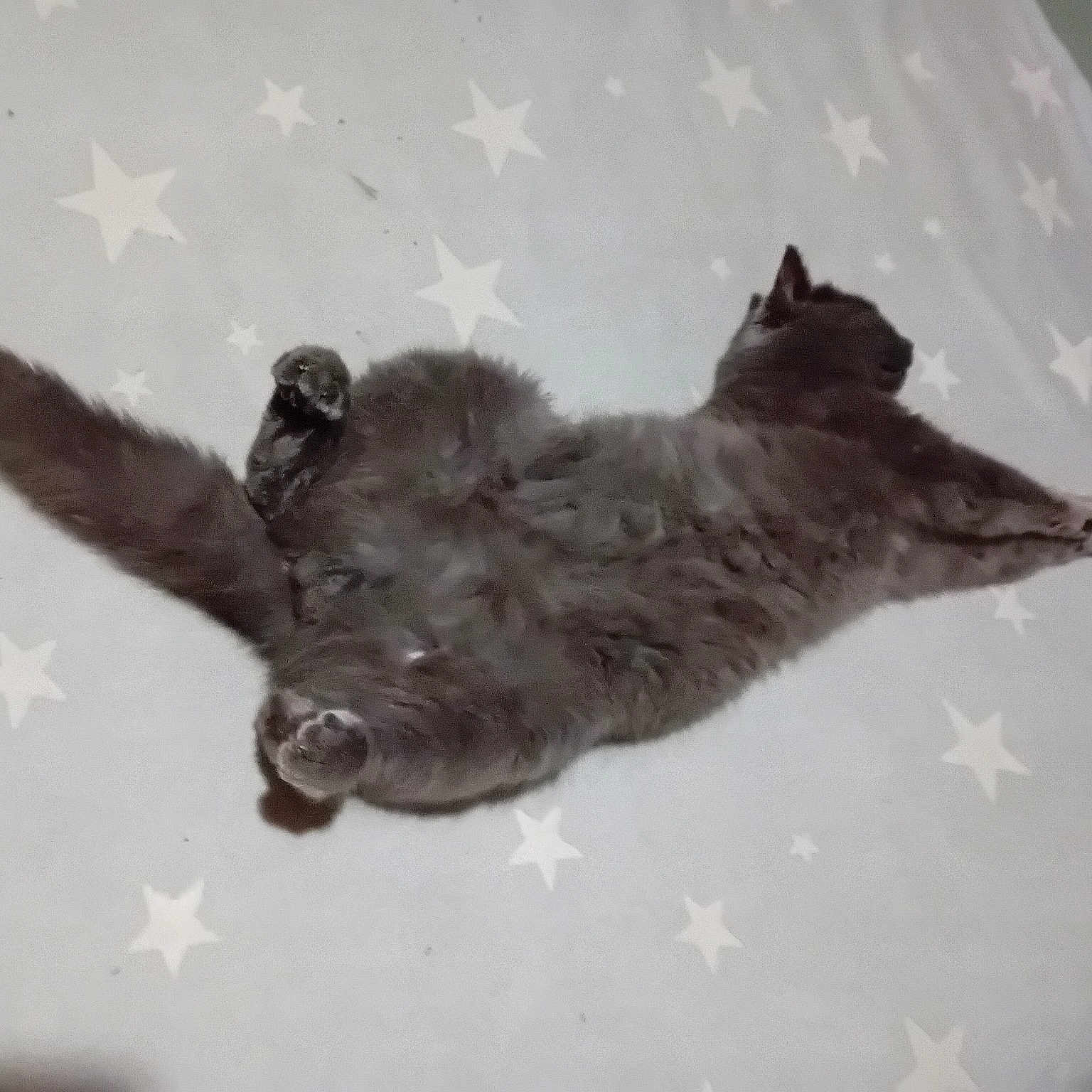Roco