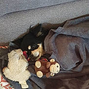 Patapouf a rejoint le concours — aidez-le/la à gagner de superbes lots ! dog, blanket, plush_toy, stuffed_animal, couch, cozy, sleeping, pet, indoor, fur, cute, small_dog, comfort, resting, animal, home, relaxation, canine, face, snuggling