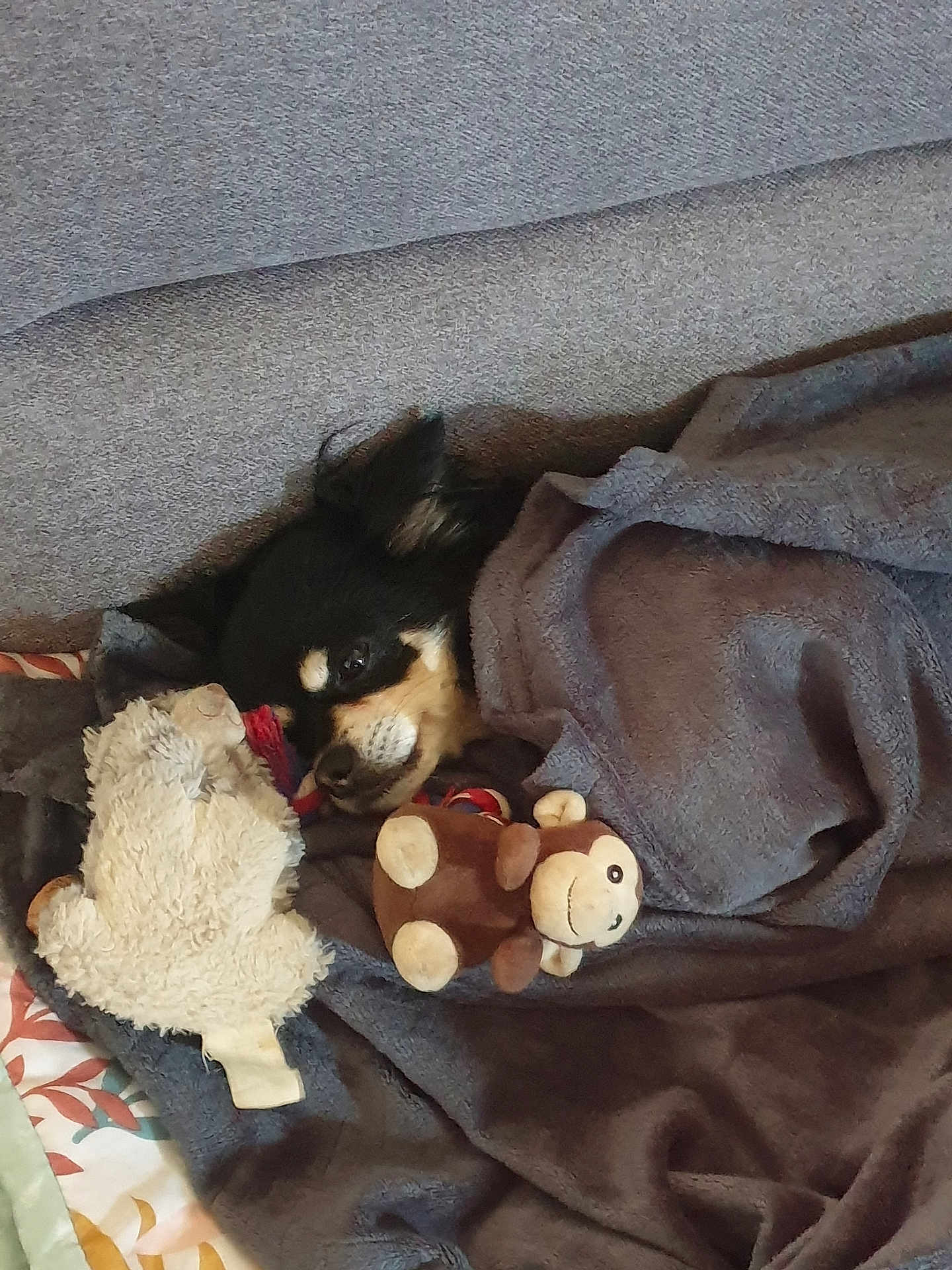 Patapouf a rejoint le concours — aidez-le/la à gagner de superbes lots ! dog, blanket, plush_toy, stuffed_animal, couch, cozy, sleeping, pet, indoor, fur, cute, small_dog, comfort, resting, animal, home, relaxation, canine, face, snuggling