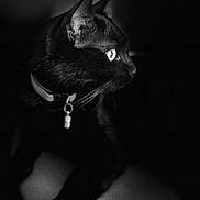 Simba a rejoint le concours — aidez-le/la à gagner de superbes lots ! black_cat, cat, pet, animal, feline, whiskers, ears, collar, dark_background, low_light, side_profile, portrait, domestic_cat, indoor, mystery, shadow, eyes, paws, texture, monochrome