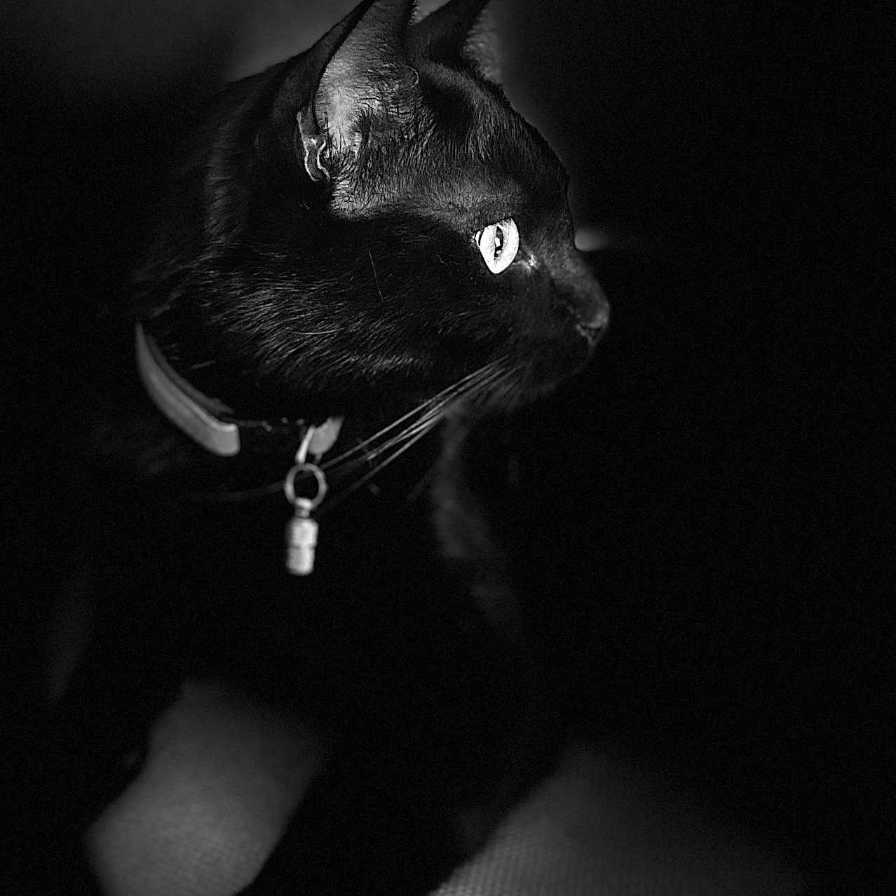 Simba a rejoint le concours — aidez-le/la à gagner de superbes lots ! animal, black_cat, cat, collar, dark_background, domestic_cat, ears, eyes, feline, indoor, low_light, monochrome, mystery, paws, pet, portrait, shadow, side_profile, texture, whiskers