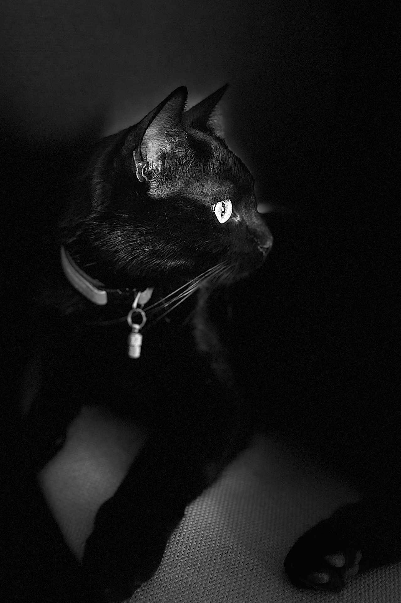 Simba a rejoint le concours — aidez-le/la à gagner de superbes lots ! black_cat, cat, pet, animal, feline, whiskers, ears, collar, dark_background, low_light, side_profile, portrait, domestic_cat, indoor, mystery, shadow, eyes, paws, texture, monochrome