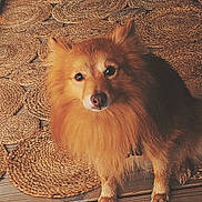 Foxy participe au concours pour gagner de l'argent avec cette photo : dog, fluffy, brown, pet, indoor, wooden_floor, woven_mat, looking_up, cute, small_dog, fur, animal, domestic, companion, sitting, ears, face, eyes, paws, portrait