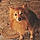 Foxy