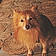 Foxy