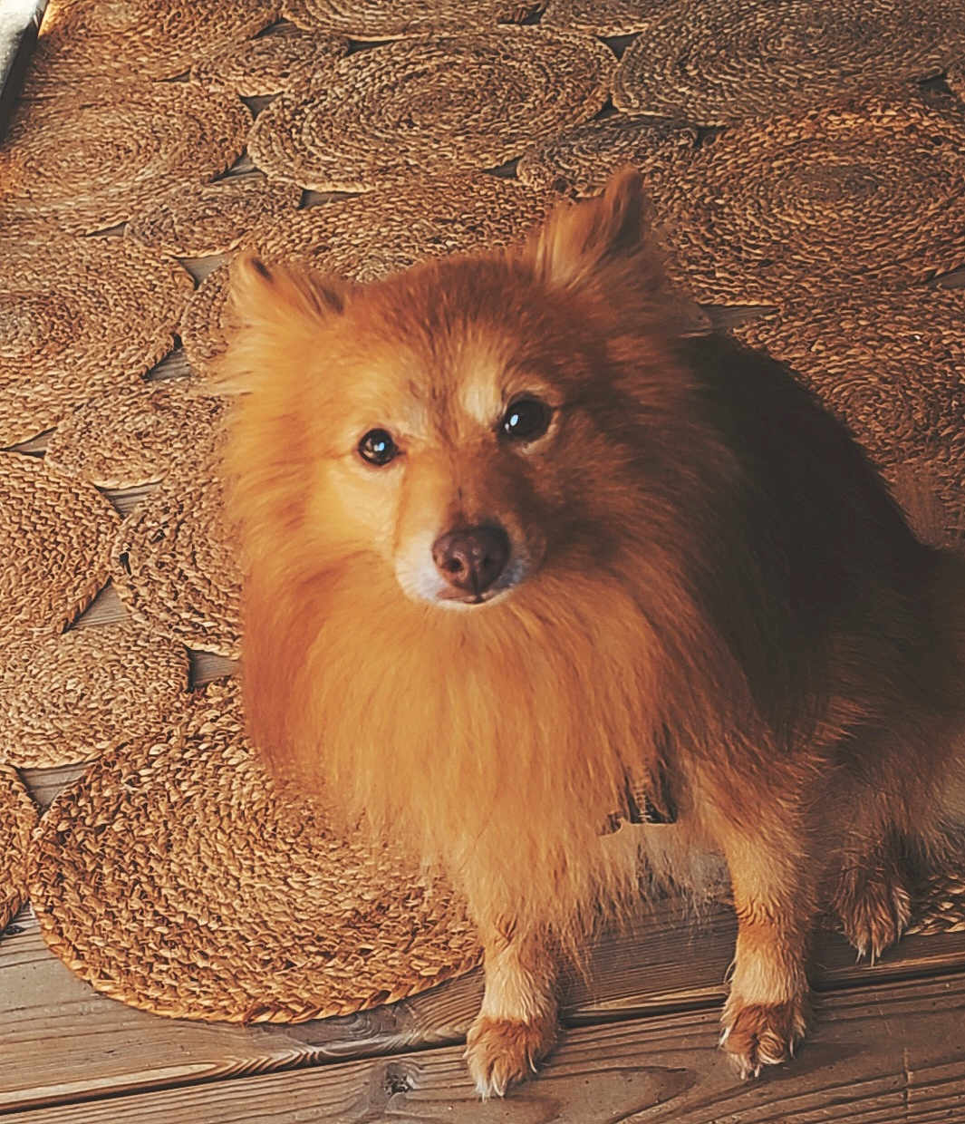 Foxy