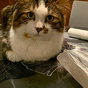 Ecko participe au concours pour gagner de l'argent avec cette photo : cat, tabby_cat, white_fur, green_eyes, table, tablecloth, pattern, indoor, furniture, cabinet, artwork, painting, curious, pet, animal, closeup, face, whiskers, relaxed, domestic_cat