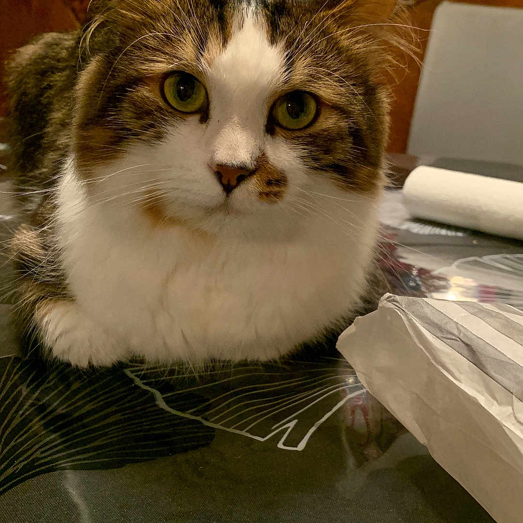 Ecko participe au concours pour gagner de l'argent avec cette photo : animal, artwork, cabinet, cat, closeup, curious, domestic_cat, face, furniture, green_eyes, indoor, painting, pattern, pet, relaxed, tabby_cat, table, tablecloth, whiskers, white_fur