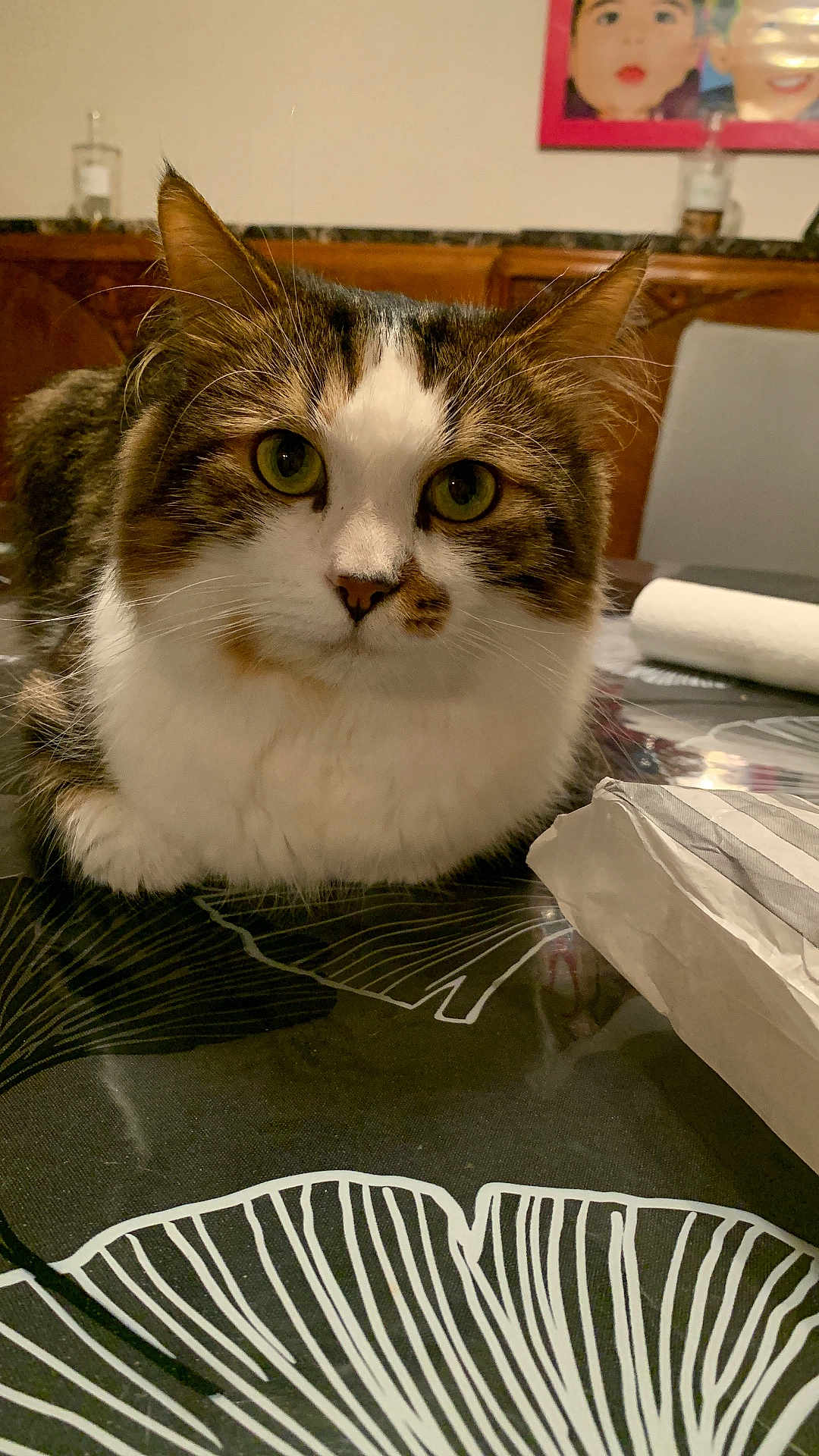 Ecko participe au concours pour gagner de l'argent avec cette photo : cat, tabby_cat, white_fur, green_eyes, table, tablecloth, pattern, indoor, furniture, cabinet, artwork, painting, curious, pet, animal, closeup, face, whiskers, relaxed, domestic_cat