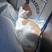 Davethemagicalcheese is registered to the contest to win money with this photo: cat, orange_and_white, lounging, sunlight, indoor, paper, sign, sheep_text, camel_silhouette, cozy, relaxed, pet, feline, fur, whiskers, bed, corner, shadow, light, resting