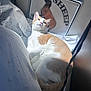 cat, orange_and_white, lounging, sunlight, indoor, paper, sign, sheep_text, camel_silhouette, cozy, relaxed, pet, feline, fur, whiskers, bed, corner, shadow, light, resting