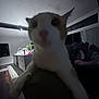 Davethemagicalcheese joined the competition — help win amazing prizes! cat, indoor, living_room, person, couch, dark, blurry, close_up, furniture, television, curious, domestic_animal, pet, whiskers, wood_floor, window, curtains, plant, dim_light, evening