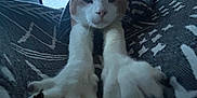 Davethemagicalcheese joined the competition — help win amazing prizes! cat, paws, indoor, blanket, windows, television, screen, movie, relaxed, stretching, feline, fur, whiskers, claws, home, cozy, pattern, living_room, resting, close_up