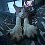 cat, paws, indoor, blanket, windows, television, screen, movie, relaxed, stretching, feline, fur, whiskers, claws, home, cozy, pattern, living_room, resting, close_up