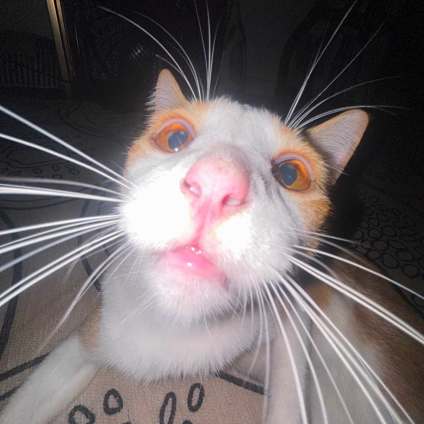 Davethemagicalcheese is registered to the contest to win money with this photo: animal, cat, close_range, close_up, curious, dim_light, domestic_cat, face, feline, indoor, lens_distortion, lying_down, nose, orange_eyes, patterned_surface, pet, pink_nose, whisker_spread, whiskers, wide_angle