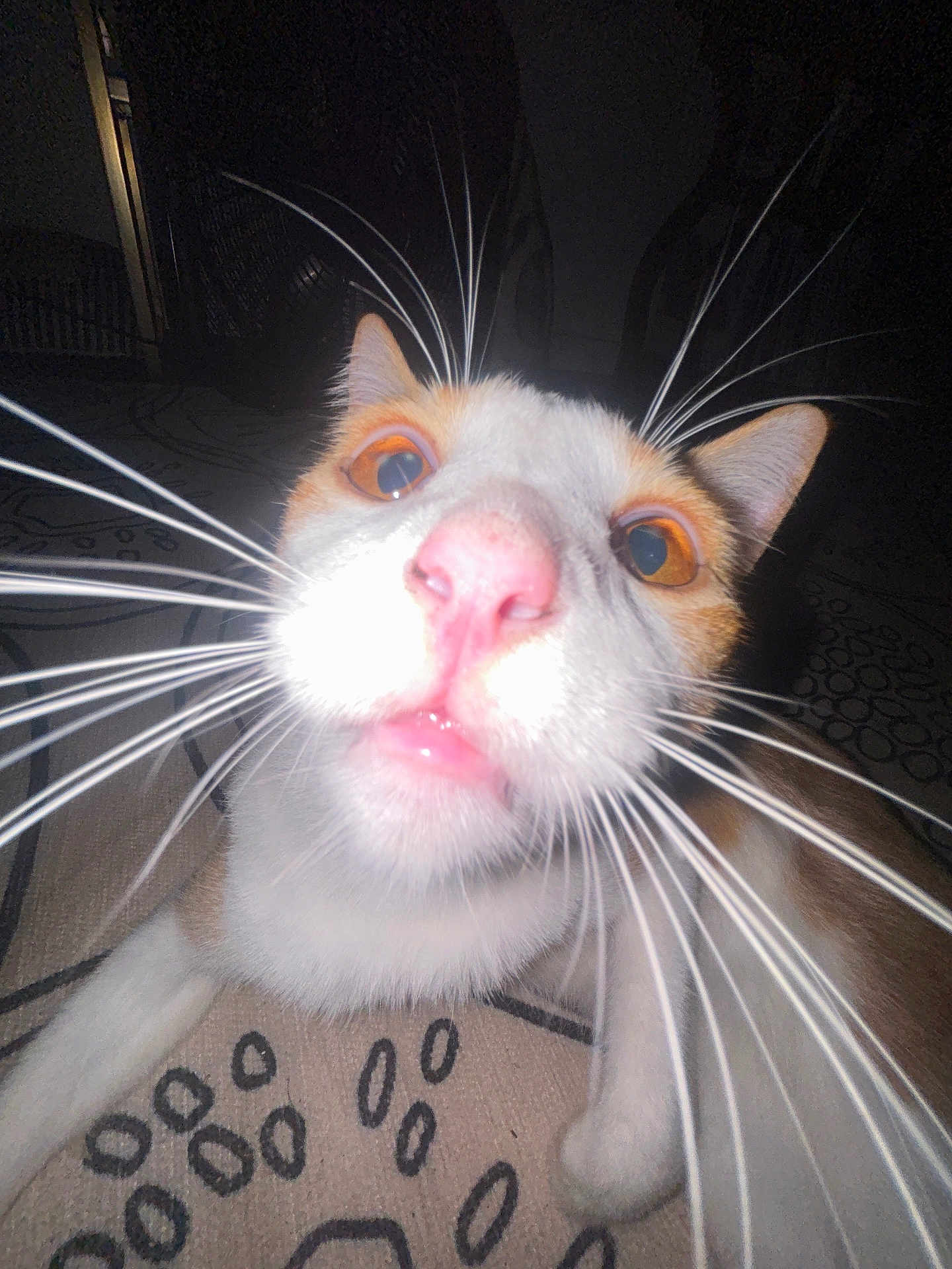 Davethemagicalcheese is registered to the contest to win money with this photo: cat, close_up, whiskers, pink_nose, orange_eyes, wide_angle, lens_distortion, curious, indoor, patterned_surface, pet, animal, feline, face, lying_down, domestic_cat, whisker_spread, dim_light, nose, close_range