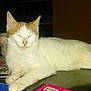 Simba participe au concours pour gagner de l'argent avec cette photo :