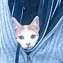 Simba participe au concours pour gagner de l'argent avec cette photo :
