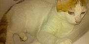Simba participe au concours pour gagner de l'argent avec cette photo :