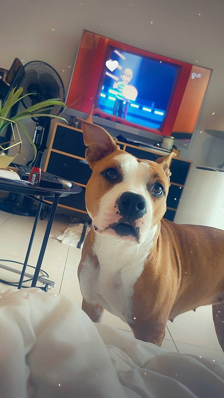 Héra a rejoint le concours — aidez-le/la à gagner de superbes lots ! ball, canidae, carnivore, collar, companion_dog, desk, display_device, dog, dog_breed, dog_collar, ear, fawn, flowerpot, fur, houseplant, plant, table, toy_dog, whiskers, working_animal