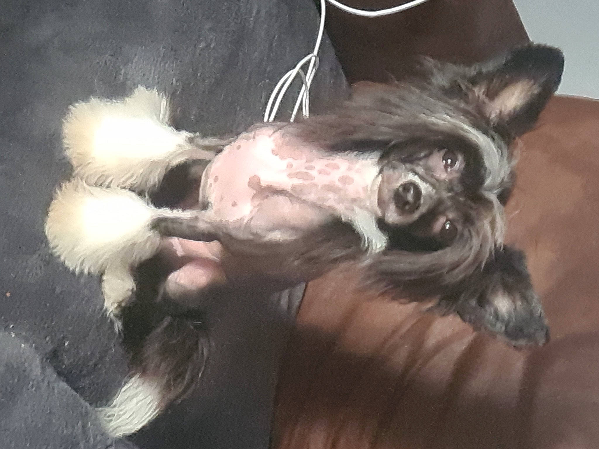 Unity a rejoint le concours — aidez-le/la à gagner de superbes lots ! canidae, carnivore, chinese_crested_dog, companion_dog, dog, dog_breed, ear, eyelash, fashion_accessory, fawn, fur, gesture, liver, paw, sporting_group, tail, toy_dog, whiskers, wing, working_animal