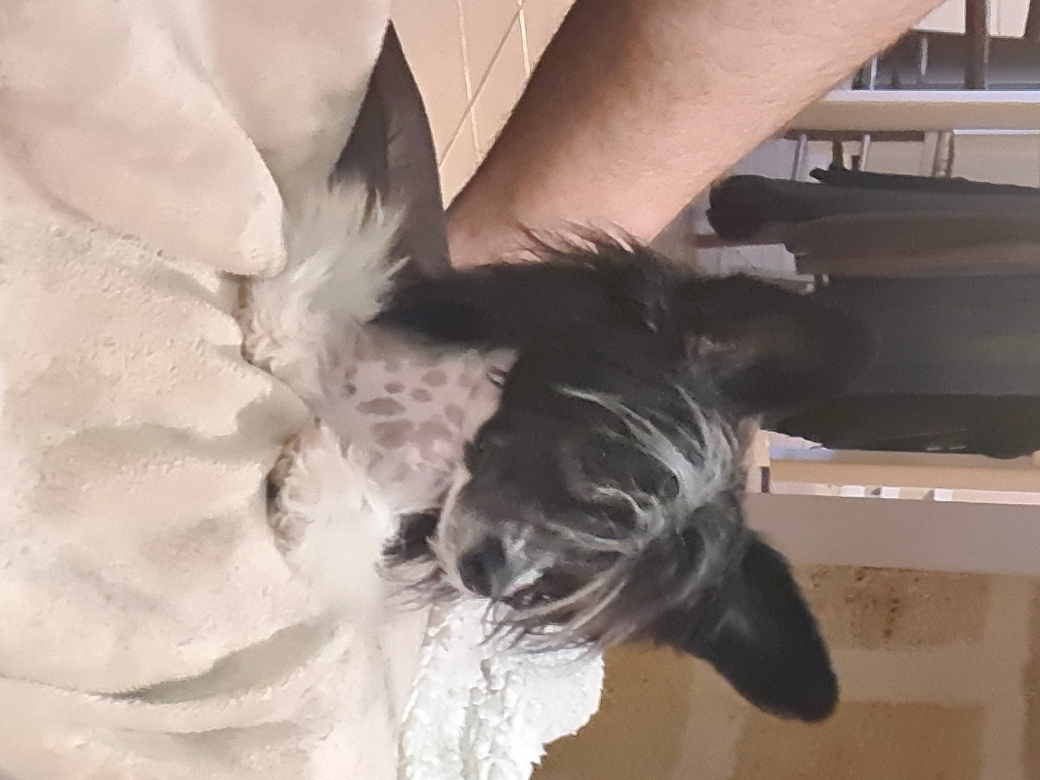 Unity participe au concours pour gagner de l'argent avec cette photo : canidae, carnivore, companion_dog, dog, dog_breed, dress, eye, fashion_accessory, fawn, feather, felidae, formal_wear, fur, helmet, snout, sporting_group, tail, whiskers, wing, working_animal