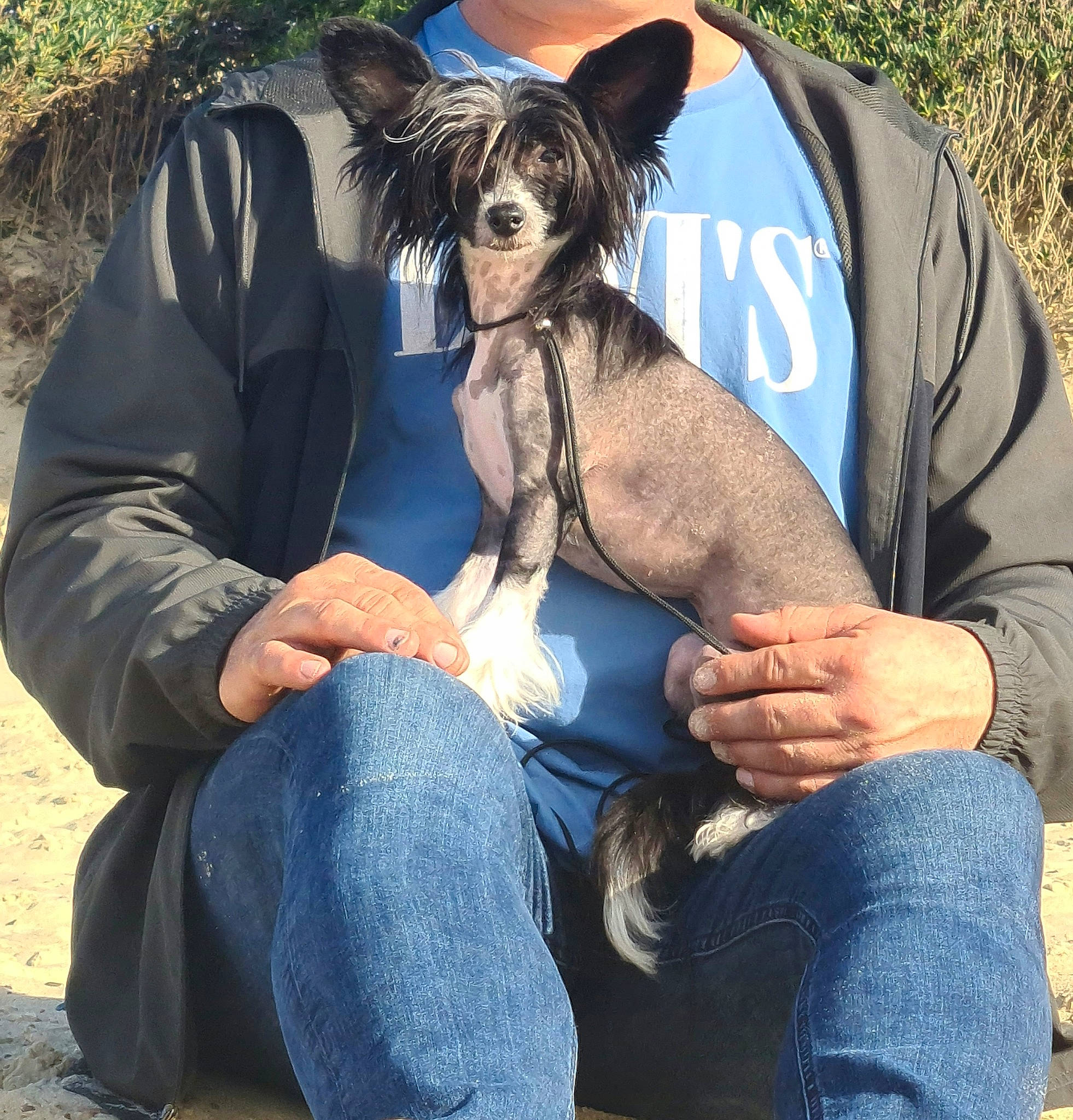 Unity participe au concours pour gagner de l'argent avec cette photo : blue, canidae, carnivore, clothing, companion_dog, denim, dog, dog_breed, dog_supply, electric_blue, fawn, fur, grass, jeans, sitting, sleeve, sporting_group, toy_dog, travel, working_animal