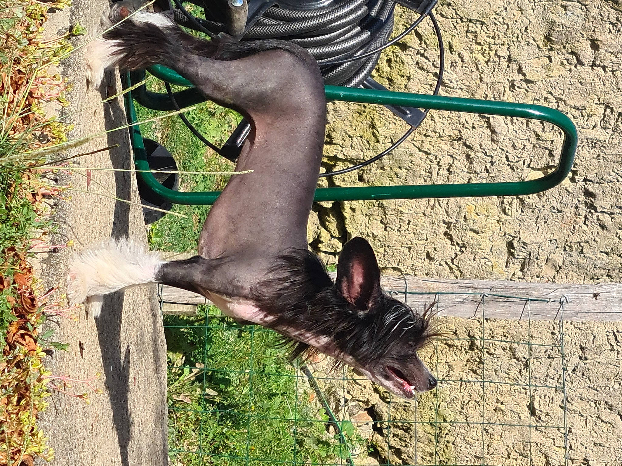 Unity a rejoint le concours — aidez-le/la à gagner de superbes lots ! carnivore, dress, fawn, foot, fur, grass, human_leg, metal, plant, shadow, soil, sporting_group, sunglasses, tail, terrestrial_animal, tire, tree, trunk, wildlife, wood