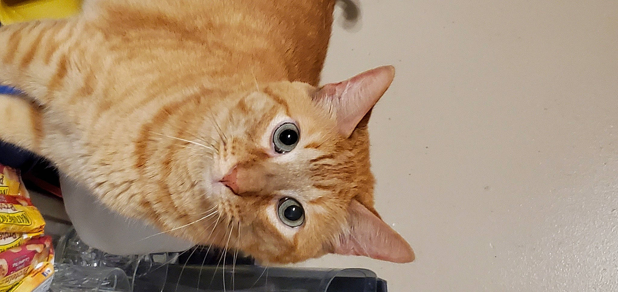 Thor is registered to the contest to win money with this photo: beige, blond, carnivore, cat, domestic_short_haired_cat, fawn, felidae, fur, iris, kitten, mobile_phone, peach, pet_supply, portable_communications_device, skin, small_to_medium_sized_cats, snout, tan, vertebrate, whiskers