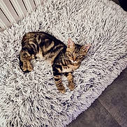 Thalys participe au concours pour gagner de l'argent avec cette photo : cat, kitten, tabby, striped_fur, pet, animal, lying_down, fluffy_rug, white_rug, indoor, home, cozy, portrait, direct_gaze, green_eyes, whiskers, ears, paws, wood_floor, radiator