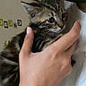 Thalys participe au concours pour gagner de l'argent avec cette photo : kitten, cat, tabby, feline, animal, pet, close_up, portrait, wide_eyed, whiskers, ears, striped_fur, brown_fur, black_fur, being_held, human_hand, bracelet, indoor, soft_blanket, candid_photo