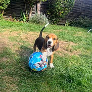 Bahia a rejoint le concours — aidez-le/la à gagner de superbes lots ! animal, backyard, ball, beagle, cartoon_ball, dog, floppy_ears, garden, grass, happy, outdoor, paw, pet, playing, portrait, puppy, standing, sunlight, tail, toy