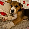 Bahia a rejoint le concours — aidez-le/la à gagner de superbes lots ! bed, black_nose, blanket, brown_and_white, canine, close_up, cozy, cute, dog, floppy_ears, heart_pattern, indoors, lying_down, paws, pet, portrait, puppy, sleepy, stretched, white_chest