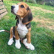 Bahia participe au concours pour gagner de l'argent avec cette photo : dog, puppy, beagle, tricolor, sitting, grass, garden, backyard, outdoors, pet, animal, canine, white_chest, floppy_ears, brown_fur, black_fur, white_paws, portrait, fence, chair