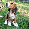 dog, puppy, beagle, tricolor, sitting, grass, garden, backyard, outdoors, pet, animal, canine, white_chest, floppy_ears, brown_fur, black_fur, white_paws, portrait, fence, chair