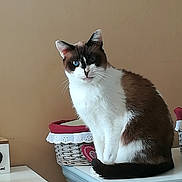 Ange participe au concours pour gagner de l'argent avec cette photo : aegean_cat, american_wirehair, asian, carnivore, cat, domestic_short_haired_cat, european_shorthair, felidae, japanese_bobtail, mammal, small_to_medium_sized_cats, snowshoe, whiskers