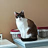 Ange participe au concours pour gagner de l'argent avec cette photo : aegean_cat, american_wirehair, carnivore, cat, domestic_short_haired_cat, european_shorthair, felidae, room, small_to_medium_sized_cats, snowshoe, table, whiskers