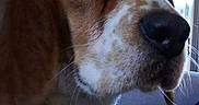 Nouky participe au concours pour gagner de l'argent avec cette photo : american_foxhound, artois_hound, beagle, beagle_harrier, canidae, carnivore, companion_dog, dog, dog_breed, english_coonhound, english_foxhound, estonian_hound, harrier, hound, mammal, pocket_beagle, rare_breed_dog, snout, sporting_group, vertebrate