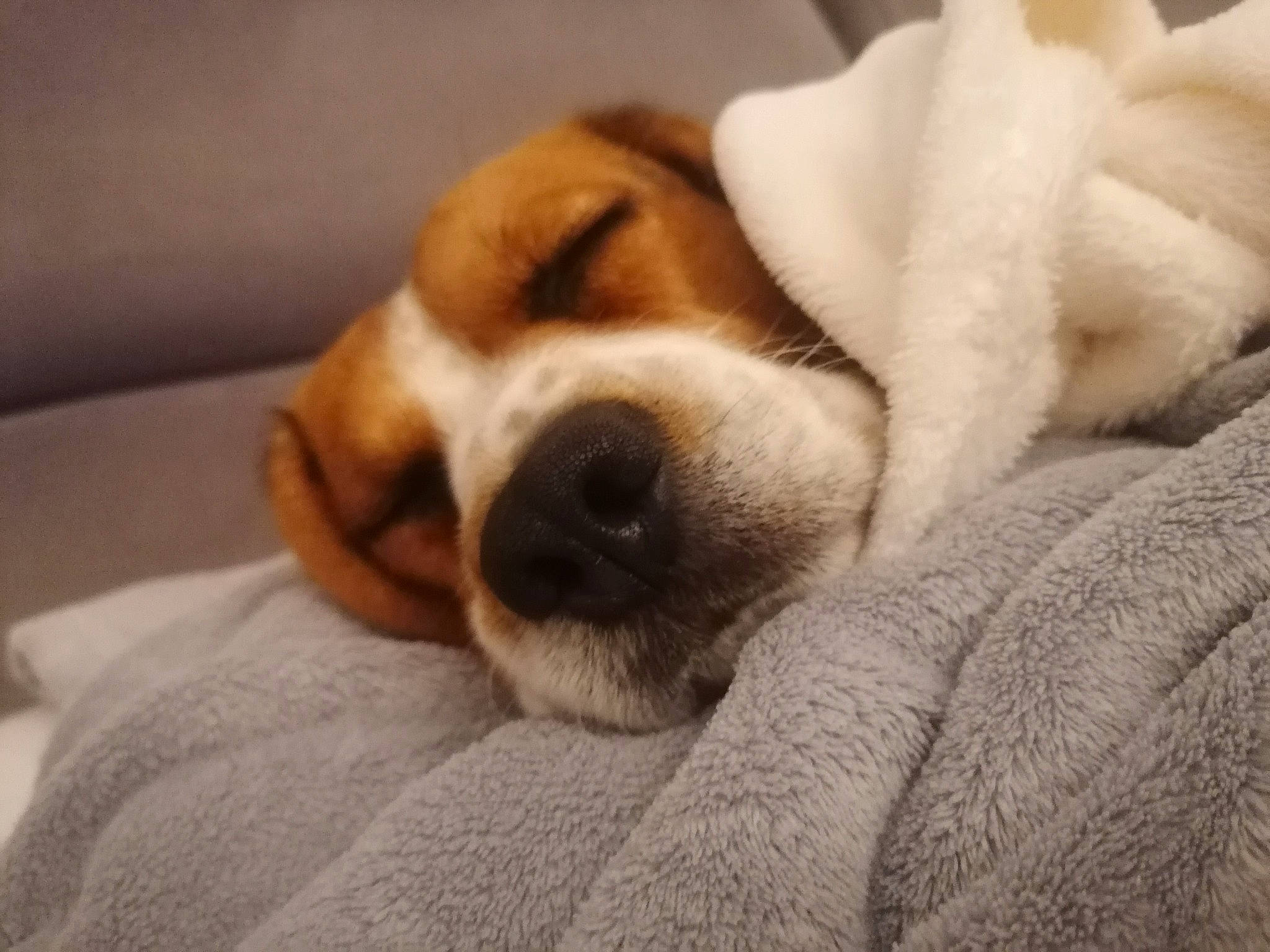 Nouky a rejoint le concours — aidez-le/la à gagner de superbes lots ! beagle, canidae, carnivore, companion_dog, dog, dog_breed, fawn, harrier, jack_russell_terrier, mammal, nap, nose, parson_russell_terrier, paw, puppy, puppy_love, russell_terrier, sleep, snout, sporting_group