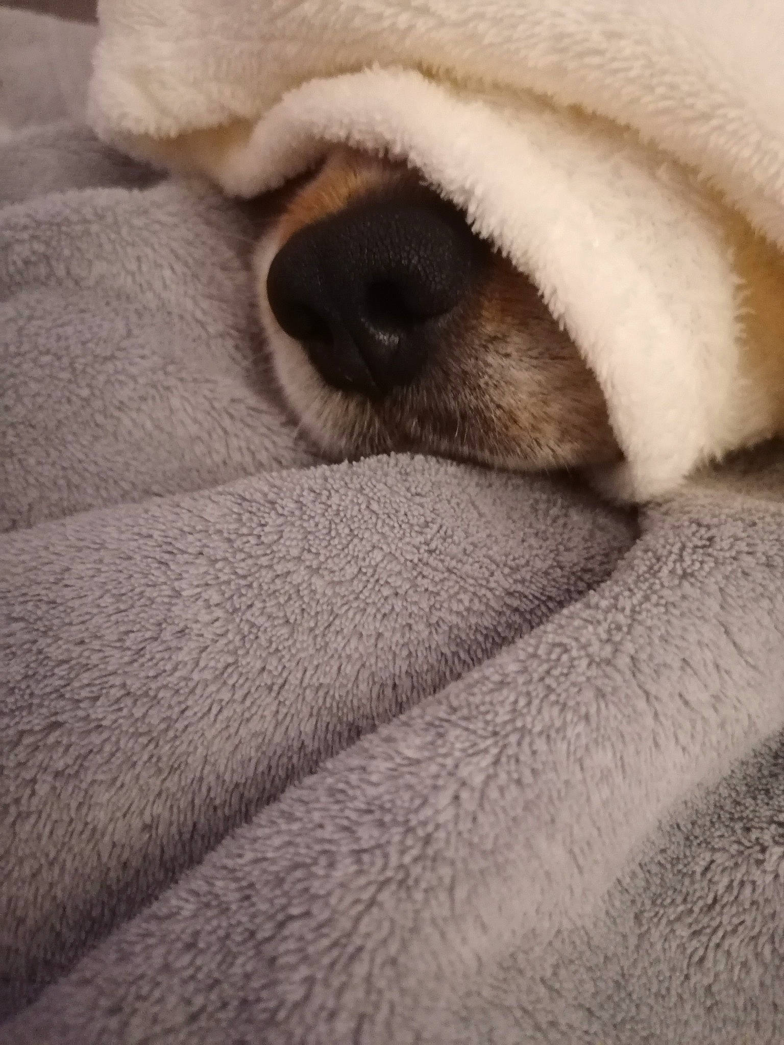 Nouky a rejoint le concours — aidez-le/la à gagner de superbes lots ! beige, blanket, canidae, carnivore, close_up, companion_dog, dog_breed, fawn, fur, linens, non_sporting_group, paw, pug, puppy, snout, textile