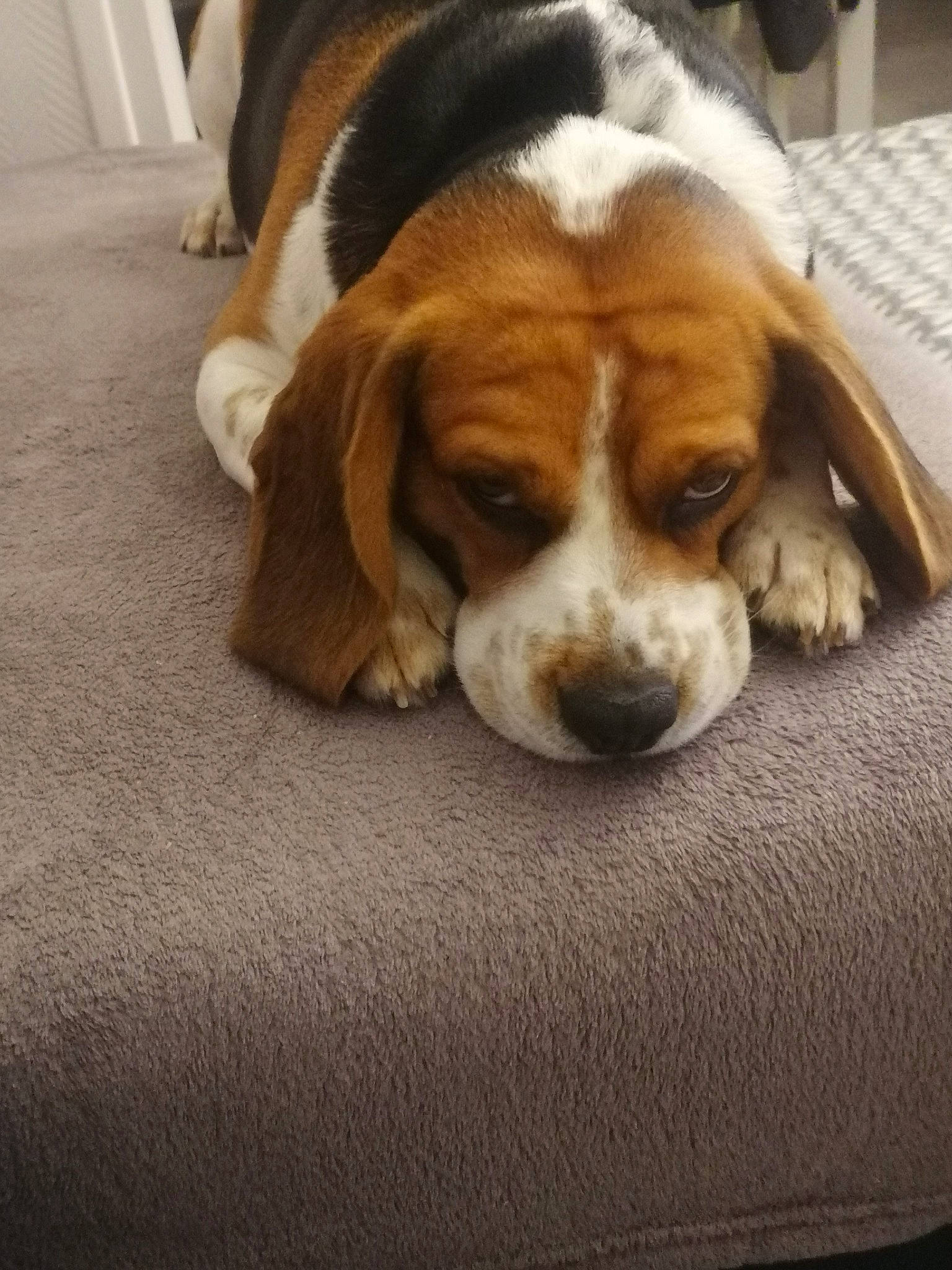 Nouky participe au concours pour gagner de l'argent avec cette photo : artois_hound, basset_artesien_normand, basset_hound, beagle, beaglier, canidae, carnivore, companion_dog, dog, dog_breed, harrier, hound, mammal, pocket_beagle, puppy, puppy_love, rare_breed_dog, snout, sporting_group, vertebrate