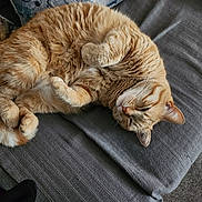 Fifie a rejoint le concours — aidez-le/la à gagner de superbes lots ! cat, orange_tabby, pet, feline, cozy, couch, pillow, blanket, resting, sleepy, fur, whiskers, indoor, home, relaxed, curled_up, cute, animal, soft, comfortable