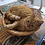 Fifie a rejoint le concours — aidez-le/la à gagner de superbes lots ! cat, orange_tabby, basket, table, indoor, feline, pet, curled_up, resting, fur, domestic_animal, cute, animal, whiskers, ears, tail, relaxed, household, cozy, mammal